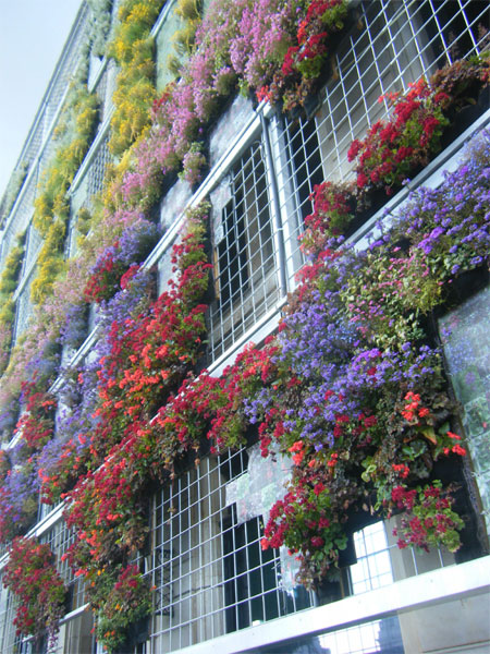 Planting on the living façade