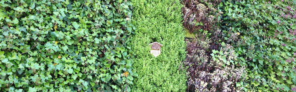 The NBS guide to façade greening (Part Two)