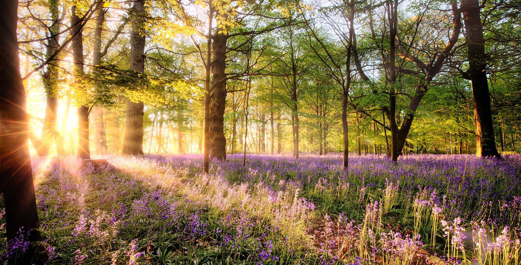 bluebell forest in UK