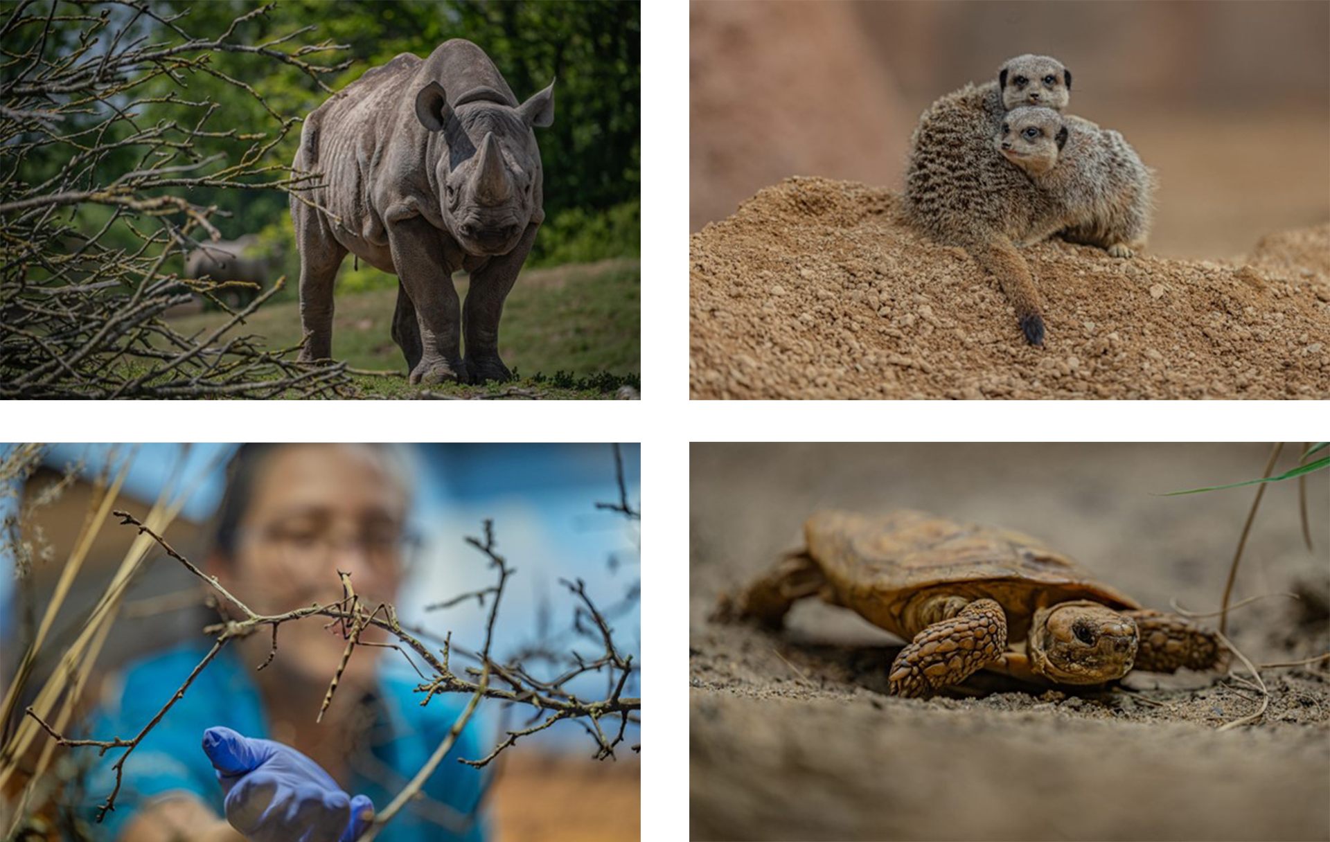 Wienerberger-Sustainable-Support-For-Groundbreaking-Conservation-Initiative-group